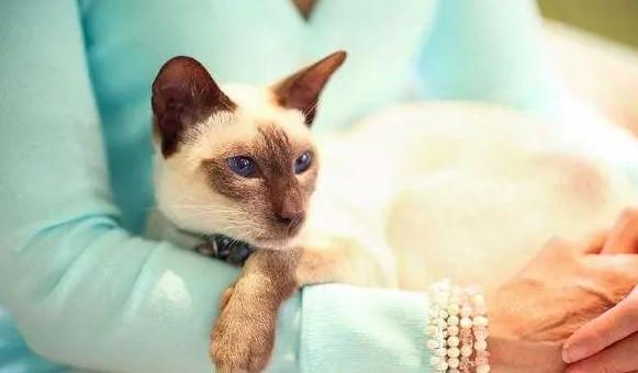 猫性格女人特质