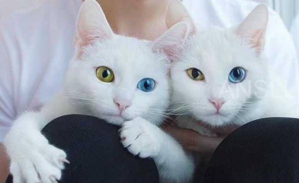 s系双细胞小猫是什么猫-图1