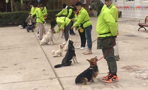 训犬师工作是不是很难找-图1