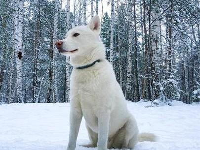 纪州犬价格解析：2000-4000元，纯种与混种有何差别-图1