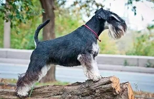 雪纳瑞究竟属于长毛犬还是短毛犬？-图1