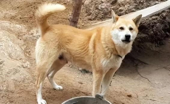 中华田园犬和德国牧羊犬：镇宅旺财的双重守护者-图1