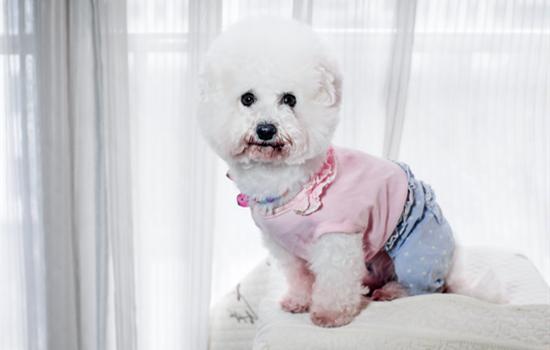 比熊犬不吃东西怎么办好-图1