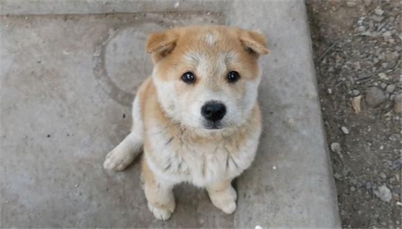 黄狗白面土狗好不好-图1