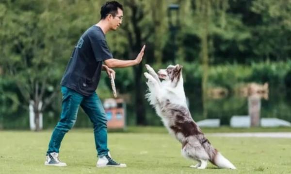 学训犬师后悔了-图1
