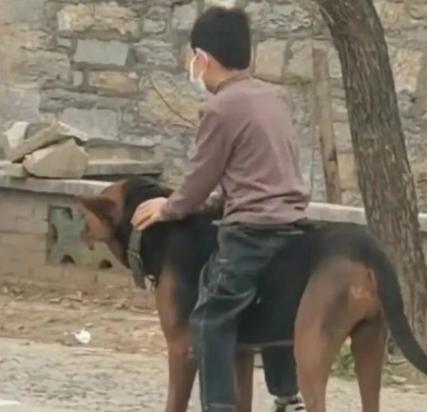 小时候骑过狗是啥意思-图1
