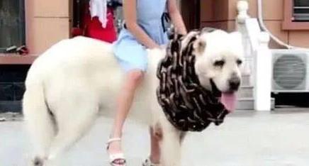 女穿小裙子骑狗-图1