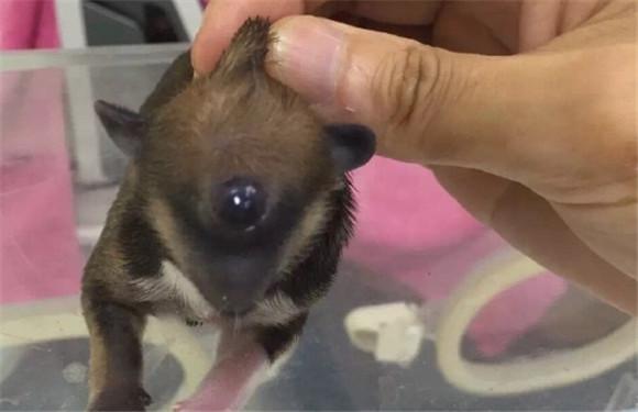狗生出畸形幼犬是什么原因-图1