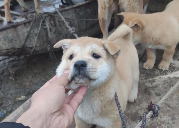 黄狗白胸瞠不死主人旺家如意—中华田园犬的忠诚与传奇-图1