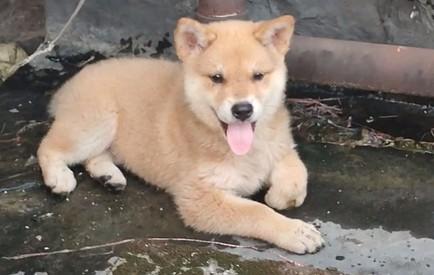 黄狗白面犬的价格：市场波动大，多少钱一只-图1