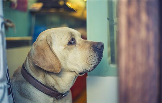 阿富汗猎犬怎么修毛-图1