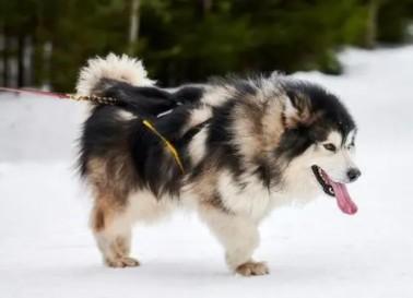 适合家养的大型犬推荐之精选-图1