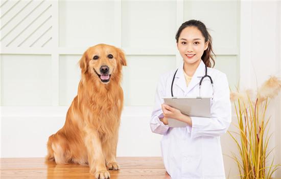 英国可卡犬怎么修毛-图1