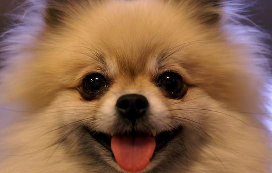 博美犬拉肚子吃什么药-图1
