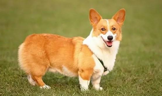 十种最好养的小型犬-图1