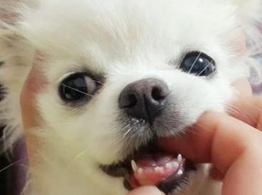 狗狗换牙期没有长怎么回事