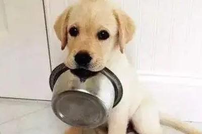 怎么训练狗狗叼碗吃饭的能力