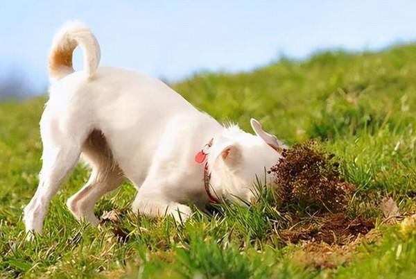 狗狗闻了农药的症状-图1