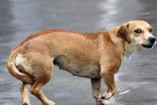 狗狗尾巴上有个硬疙瘩