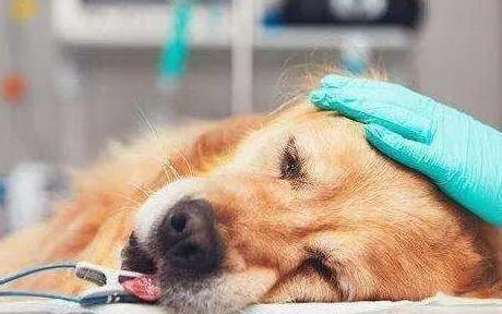 狗狗小便出血都有什么原因