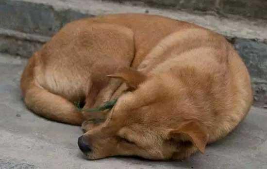 柴犬太淘气了怎么办-图1