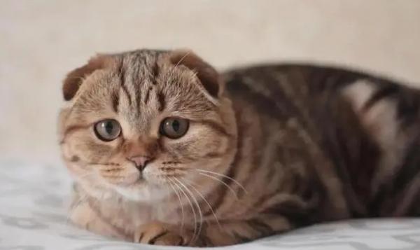 猫是靠什么认主人-图1