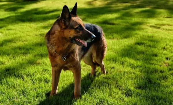 中华田园犬可以做警犬吗-图1