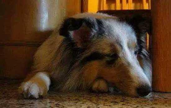 史宾格犬多久洗一次澡-图1