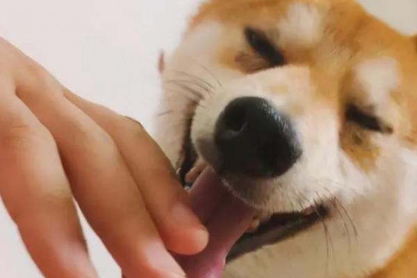 狗狗为什么一直舔人不停