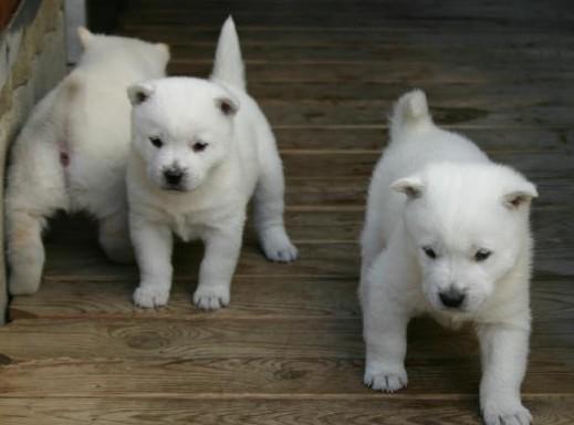 纪州犬幼犬图片智商排名-图1