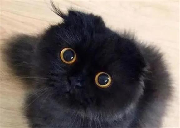 像小煤球一样的猫-图1