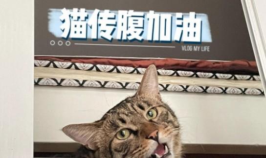 22天连花清瘟治疗猫传腹-图1