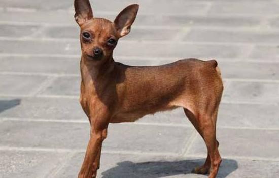 小鹿犬的寿命是多少年-图1