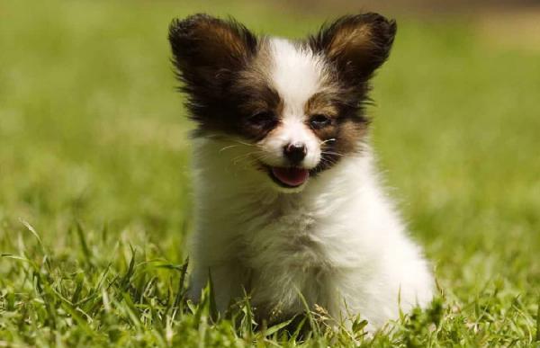 蝴蝶犬幼犬几个月褪毛-图1