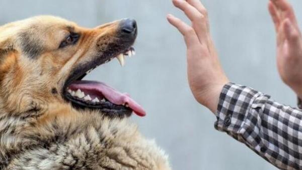狗抓伤会得狂犬病吗-图1