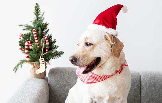 金毛犬不驱虫的症状-图1