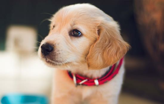 怎么判断狗有狂犬病-图1