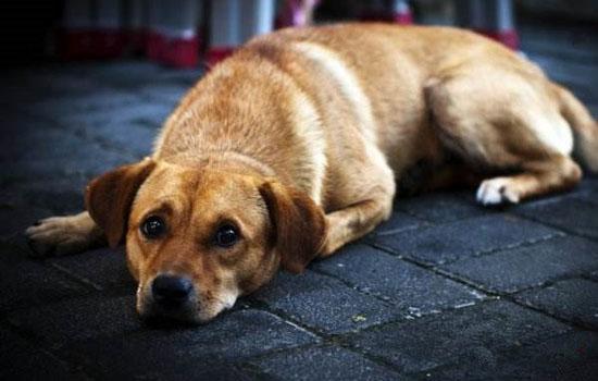 英国斗牛犬臭怎样去除-图1