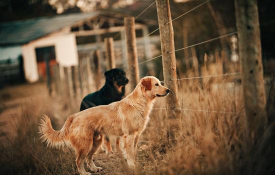 金毛幼犬一天喂几顿一顿喂多少-图1