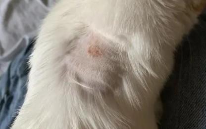 猫癣治疗指南：如何快速治愈-图1