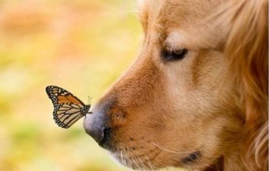 金毛幼犬能吃胡萝卜吗-图1