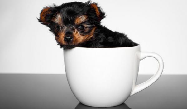 正宗茶杯犬多少钱一只-图1