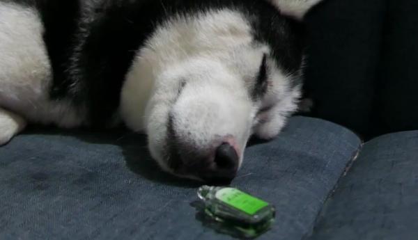 狗狗闻了风油精会死吗-图1
