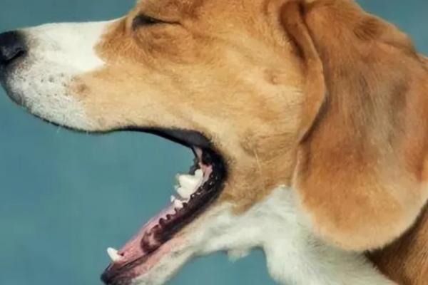 狗狗窝咳好转的症状-图1
