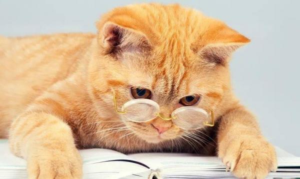猫是近视眼吗?-图1