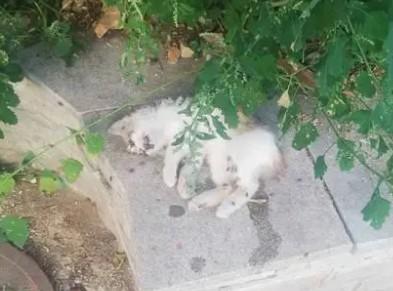 猫死了可以埋土里吗