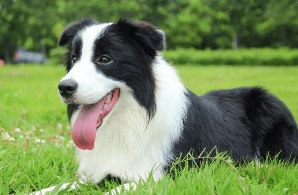 名犬智商排行榜前十名-图1