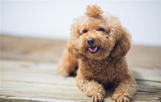 泰迪幼犬长皮屑怎么办-图1