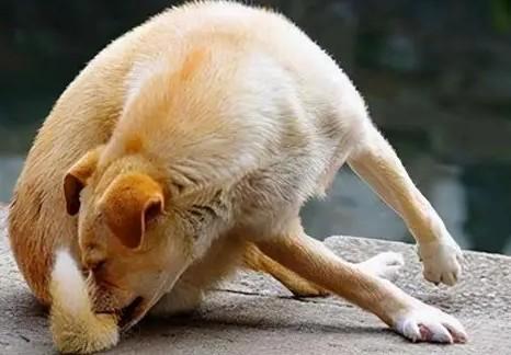 狗狗为什么会有行为障碍呢