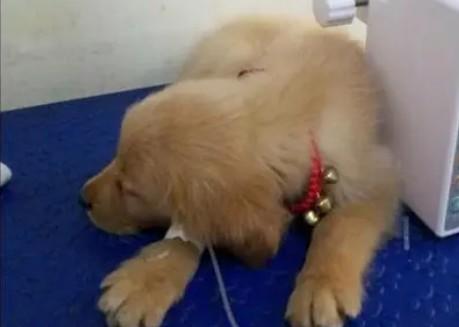 狗狗是不是只能打点滴